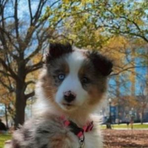 Meet your Posher, Paulina